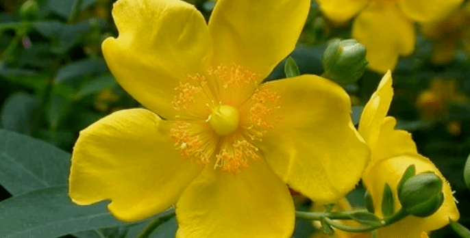 Herbs to increase the effectiveness