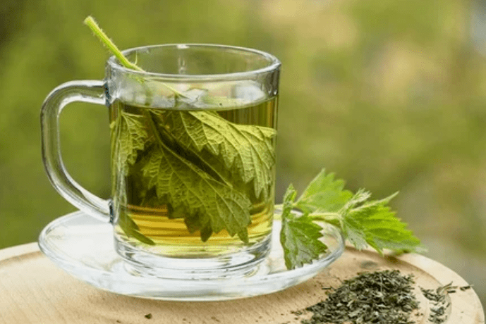 Tea Nettle